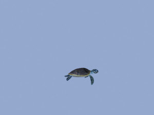 tortoise Modelo 3D