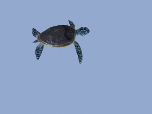 tortoise 3D Model