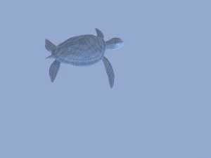 tortoise 3D Model