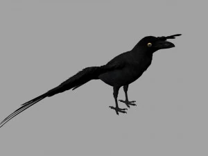 raven 3D Model