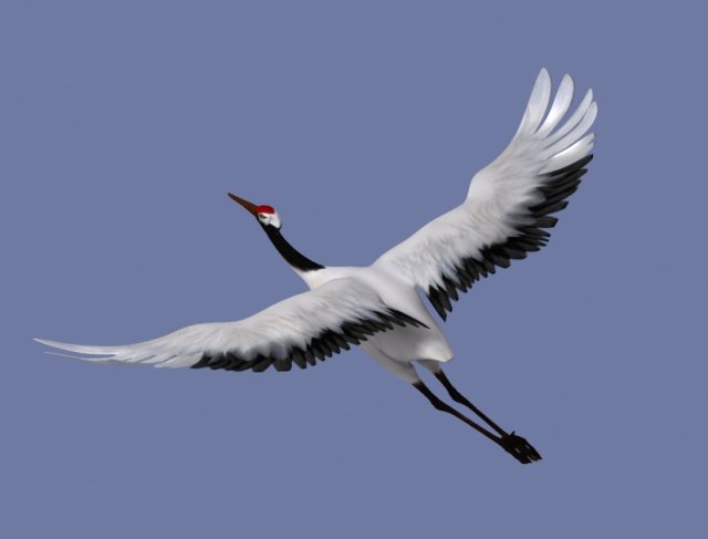 crane Modello 3D .c4d .max .obj .3ds .fbx .stl .blend 