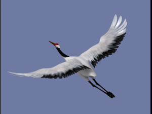 crane 3Dモデル