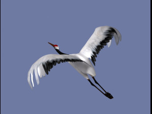 crane Modello 3D