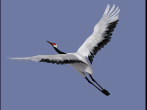 crane 3D Model