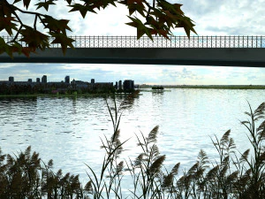 tereny podmokłe Model 3D