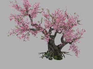 peach blossom 3Dモデル