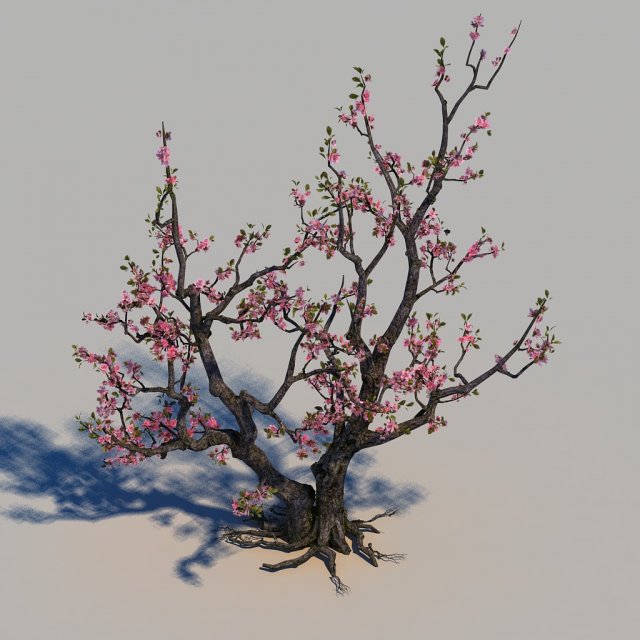 peach blossom 3D 模型 .c4d .max .obj .3ds .fbx .stl .blend