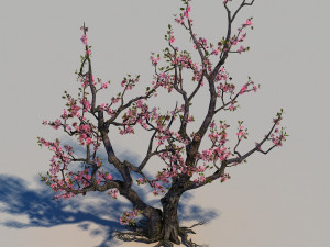 peach blossom 3Dモデル