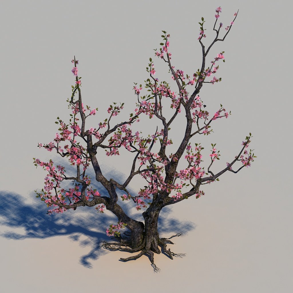Peach Blossom 3d Model In Tree 3dexport