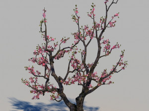 peach blossom 3D 模型