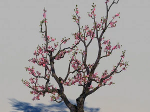 peach blossom 3D Model