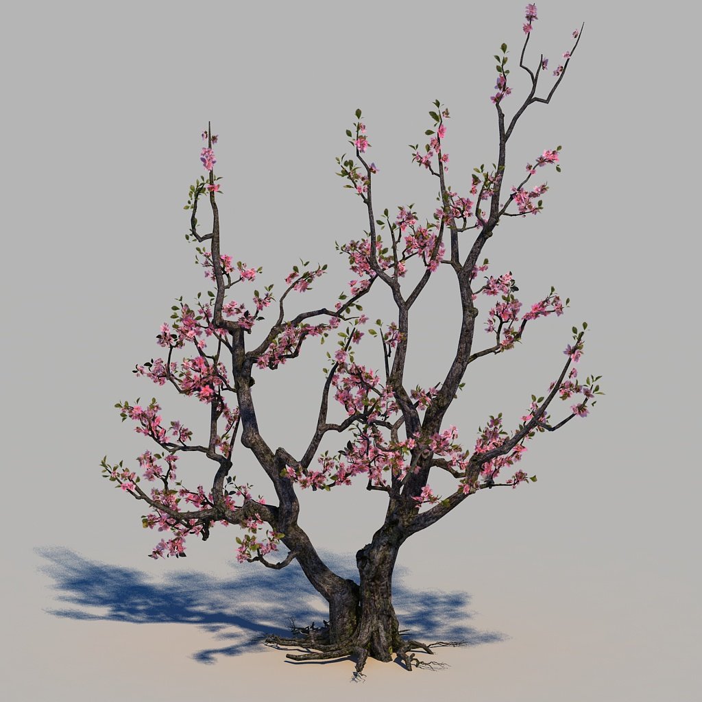 Peach blossom 3D Model in Tree 3DExport
