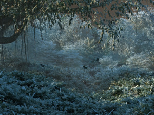 forest 3Dモデル