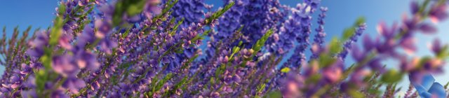 lavender Model 3D .c4d .max .obj .3ds .fbx .stl .blend