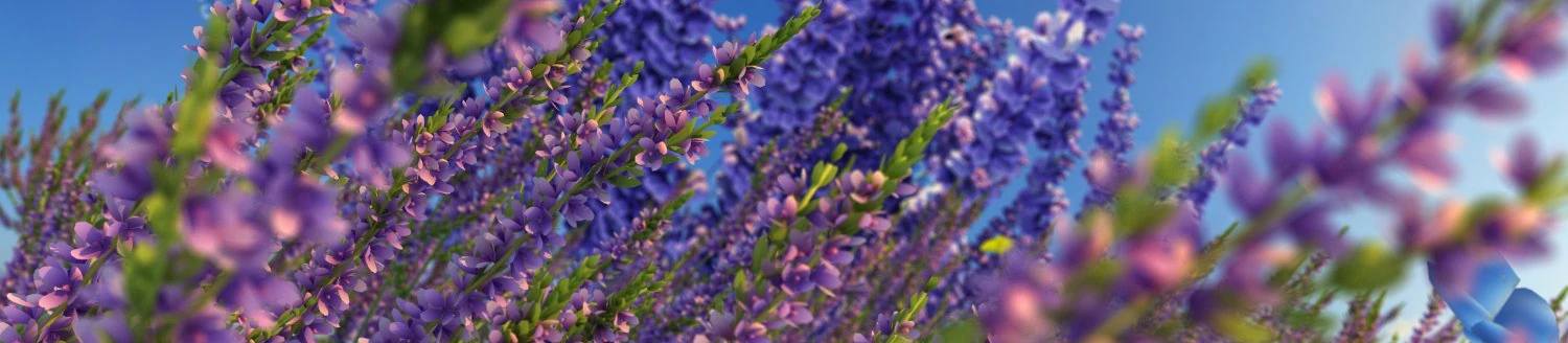 lavender 3D Model .c4d .max .obj .3ds .fbx .stl .blend