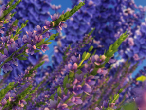 lavender 3D मॉडल
