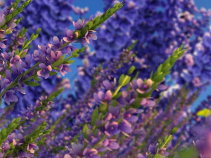 лаванда 3D Модель