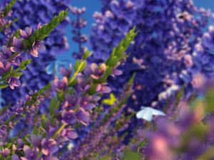 lavender Model 3D