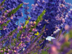 lavender 3D Model