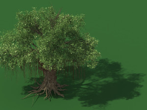 eucalyptus 3D Model