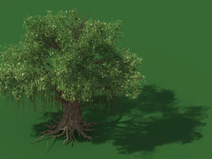 ユーカリ 3Dモデル