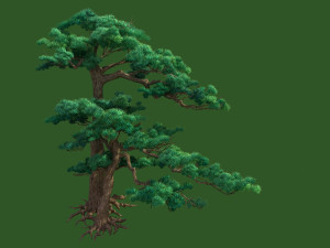 pine 3D Model