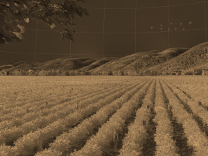 rose garden Modèle 3D