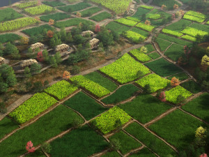 farmland Modèle 3D