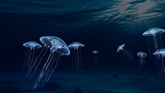 jellyfish Model 3D .c4d .max .obj .3ds .fbx .stl .blend 