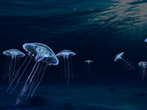 jellyfish Modèle 3D