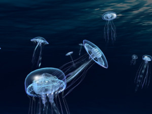 jellyfish Model 3D