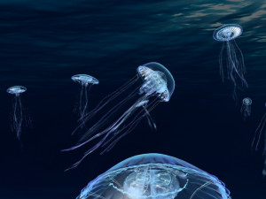 jellyfish Model 3D