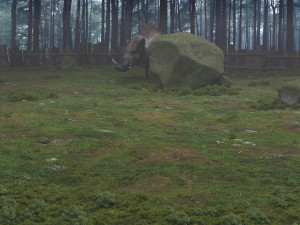 wild boar Model 3D