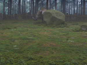 wild boar 3D Model