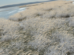 winter reeds 3Dモデル