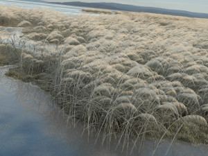winter reeds 3D Model