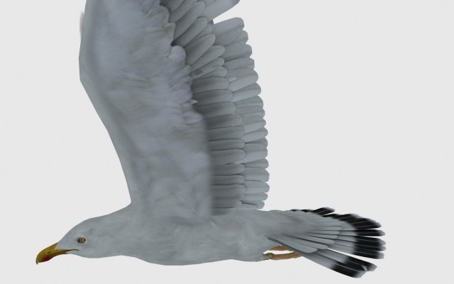 seagull 3D Model .c4d .max .obj .3ds .fbx .stl .blend 