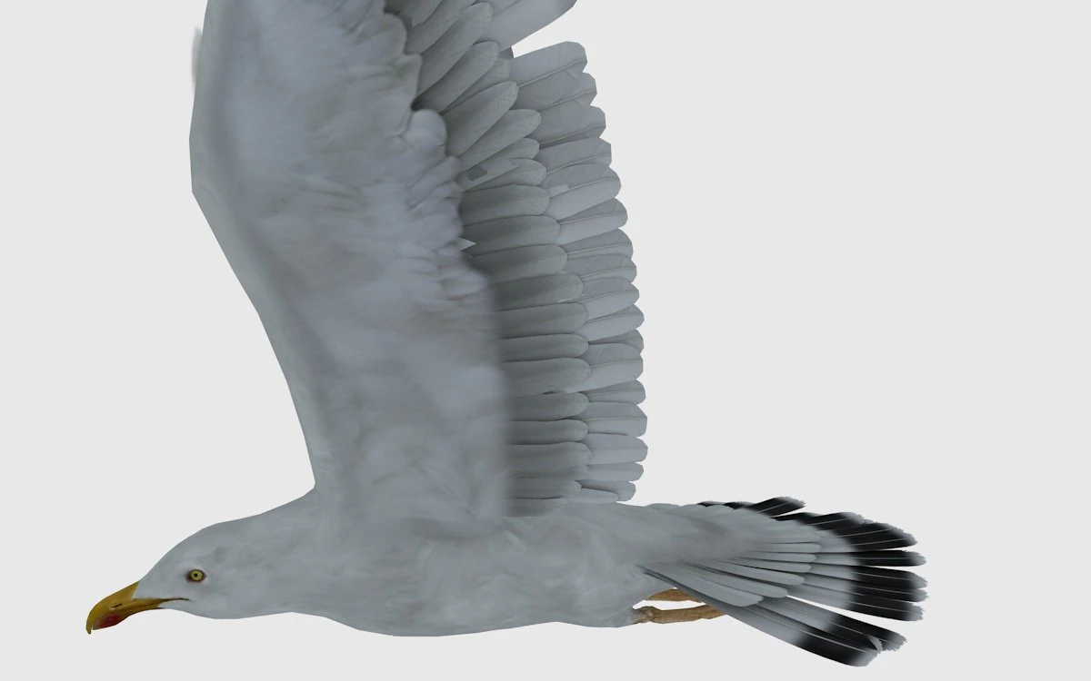 seagull 3D Model .c4d .max .obj .3ds .fbx .stl .blend