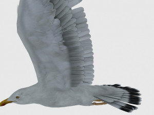 seagull Modelo 3D