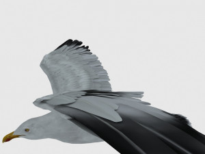 seagull 3D Model