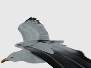 seagull 3D Model