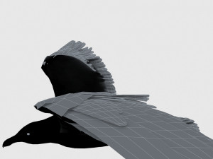 seagull 3D Model