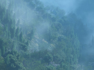 mountain forest 3D Model