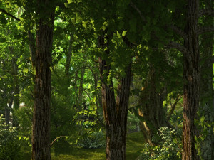 forest 3Dモデル