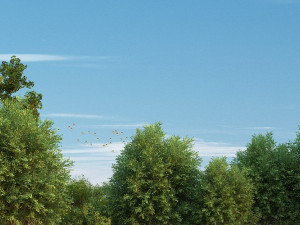 forest 3D Модель