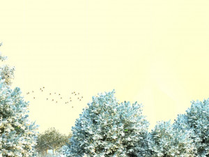 forest 3D Модель