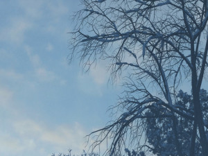 snow scene Modelo 3D