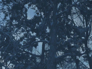 snow scene 3D Model