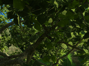 rain forest Modello 3D