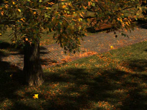 park 3D Model